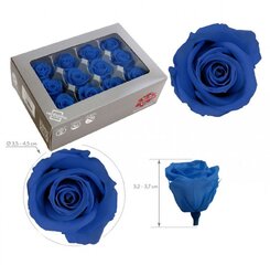 Stabilizētas Mini rozes 12 gab., zilas cena un informācija | Stabilizētās rozes, augi | 220.lv