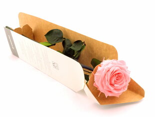 Stabilizēta roze Premium, rozā, 55x7 cm cena un informācija | Stabilizētās rozes, augi | 220.lv