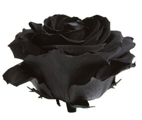 Konservēta Roze Amorosa melna cena un informācija | Stabilizētās rozes, augi | 220.lv