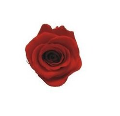 Stabilizēta roze Amorosa Raudona cena un informācija | Stabilizētās rozes, augi | 220.lv