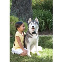 PetSafe neredzamais žogs lieliem / nepaklausīgiem suņiem cena un informācija | Piederumi suņu trenēšanai | 220.lv