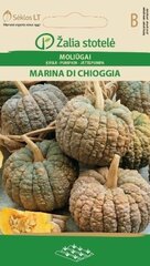 Ķirbis Marina di Chioggia cena un informācija | Dārzeņu, ogu sēklas | 220.lv