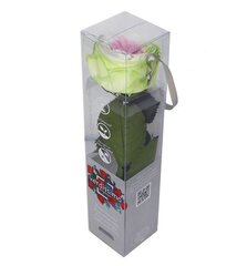 Stabilizēta mini peonija roze Amorosa tricolor cena un informācija | Stabilizētās rozes, augi | 220.lv