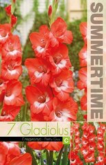 Lielziedu gladiolas Pretty guy 7 gab. cena un informācija | Sīpolpuķes | 220.lv