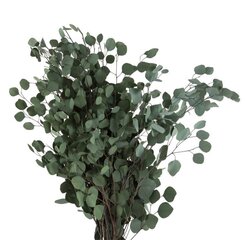 Eikalipta zari Populus cena un informācija | Stabilizētās rozes, augi | 220.lv