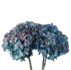 Stabilizētas divkrāsu Hortenzijas zilas / bordo cena un informācija | Stabilizētās rozes, augi | 220.lv