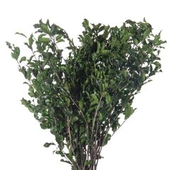 Stabilizēti zari Pitosporum zaļi cena un informācija | Stabilizētās rozes, augi | 220.lv