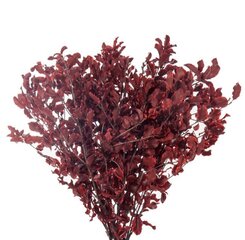 Stabilizēti zari Pitosporum sarkani cena un informācija | Stabilizētās rozes, augi | 220.lv