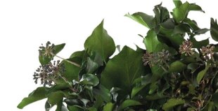 Stabilizēti zari Hedera Arborea avec fruits cena un informācija | Stabilizētās rozes, augi | 220.lv