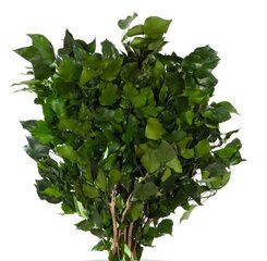 Stabilizēti zari Hedera Arborea avec fruits cena un informācija | Stabilizētās rozes, augi | 220.lv
