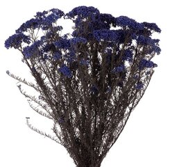 Stabilizēts Diosmi (Rice flower) zils cena un informācija | Stabilizētās rozes, augi | 220.lv