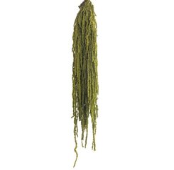 Stabilizēts Amaranthus Almond Green cena un informācija | Stabilizētās rozes, augi | 220.lv