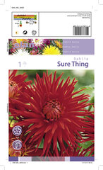 Dālija kaktusa Sure Thing 1 gab. cena un informācija | Sīpolpuķes | 220.lv